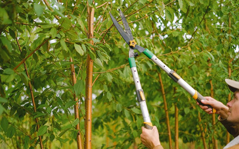 Tree trimming in Masontown, WV
